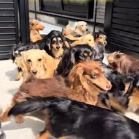 飛び出してくる小型犬たち
