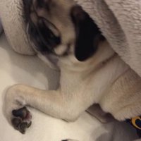 ブランケットをめくられて体を起こす犬