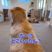 ちあちゃんを呼ぶパパ