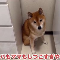 説得するパパとママ