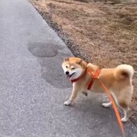 笑顔のわらびちゃん