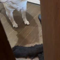 バンデちゃんがストッパーに！！