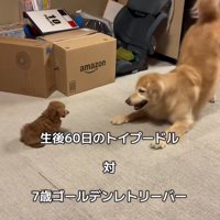 みるくちゃんと蘭ちゃん