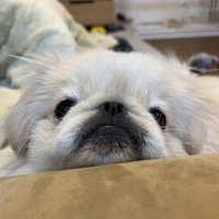 ちょこん