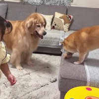 大泣きするほのちゃん