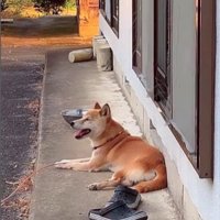 音楽に合わせて歌うコロちゃん⑩