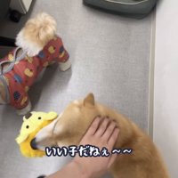 頭を撫でられる豆柴