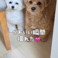 ちろちゃんも加わりました
