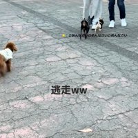 謝るこはくくん