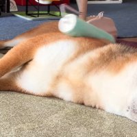 表情豊かな柴犬さんでした