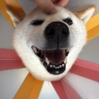 ニコニコ