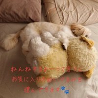 ぬいぐるみと並んで眠る犬