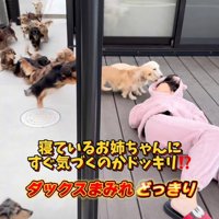 女の子に向かっていく犬