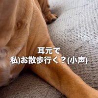 散歩に誘われる中型犬