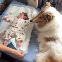ベッドで横になる赤ちゃんに寄り添う犬