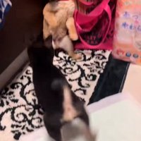 ワンプロ中の豆柴の子犬達