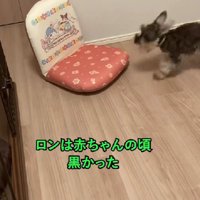 ふわふわの黒い毛が可愛い