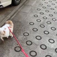 猛ダッシュする犬3