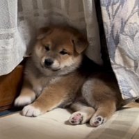 部屋の隅で固まっている子犬
