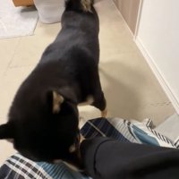 腕の奥の匂いをかぐ犬