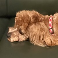 ソファにあごをつける犬
