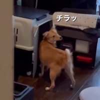 チラ見する犬