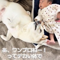 赤ちゃんの横で仰向けになる犬