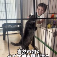 柵越しに赤ちゃんへ近づく子犬