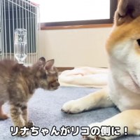 リナちゃんから来てくれた
