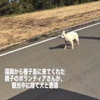 島にいた放浪犬