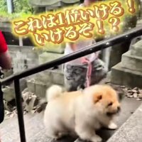 やる気満々のこまめちゃん