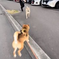 走り出すぽんたくん