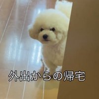 じっと見つめる犬