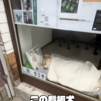 お上品な寝相