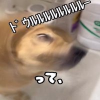 水しぶきを飛ばす犬