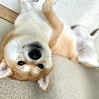 ヘソ天
