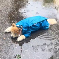 水たまりの上で伏せをする犬