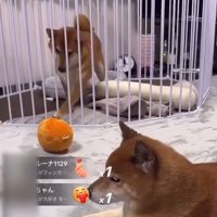 ロックくん＆ボブくんのハプニング9