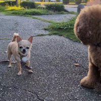 距離を空けて隣り合うチワワとプードル