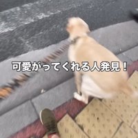 動き出す瞬間の犬