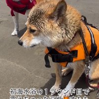 末っ子の柴犬の後ろに立つ長女の柴犬
