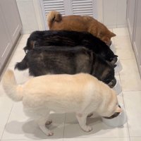 並んでお食事中