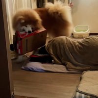 寝ている女性の周囲を段ボールをくわえたままうろつく秋田犬