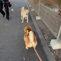 お友達に会った時のぽんた君2