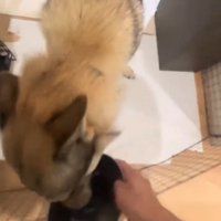 飼い主に皿を渡す犬
