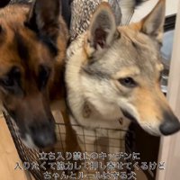 キッチンに入りたいダズくん＆ベネッタちゃん5