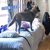 ハルヱちゃんはしょんぼり