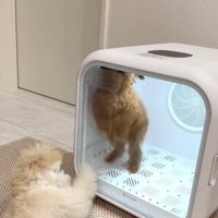 足で開けようとする犬3