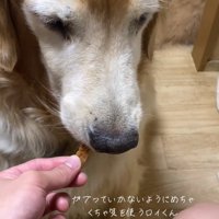 なかなか食べないロイくん
