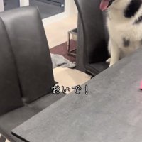 やってきたパパ